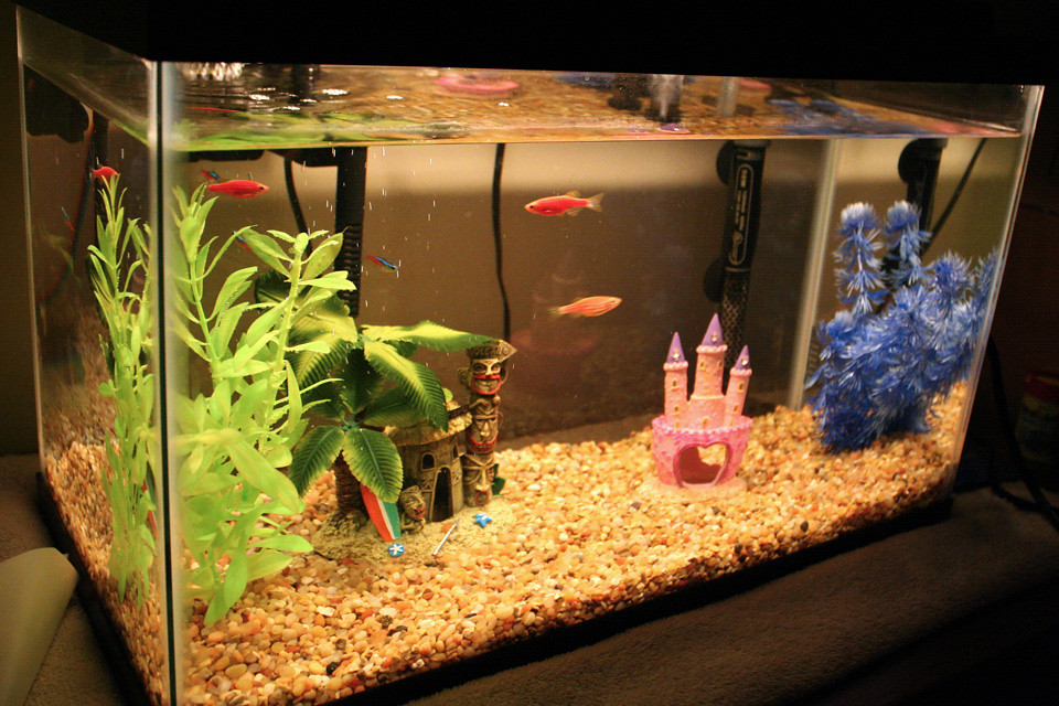 Fish tank